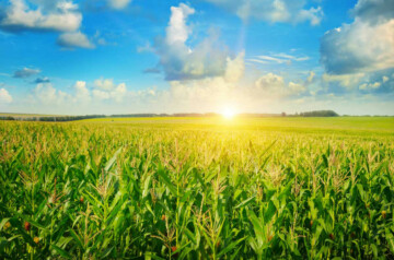 corn field