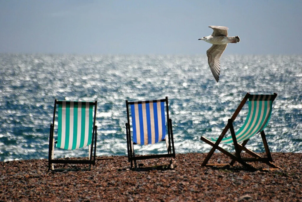 a sea bird flying passed deckchairs on a beach with the ocean in the background